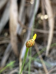 Xyris brevifolia