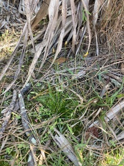 Xyris brevifolia