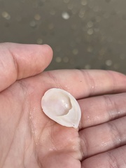 Crepidula plana