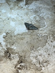 Phigalia strigataria