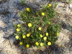 Cistus calycinus