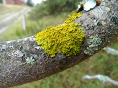 Xanthoria