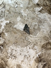 Phigalia strigataria