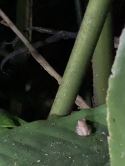 Diasporus