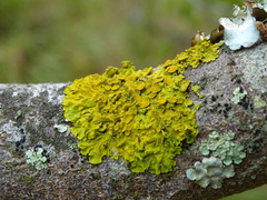Xanthoria