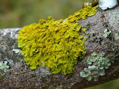 Xanthoria