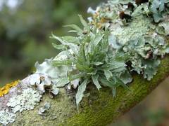 Ramalina celastri
