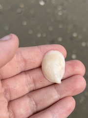 Crepidula plana
