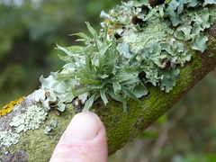 Ramalina celastri