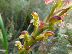 Disa comosa