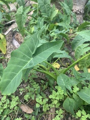 Xanthosoma sagittifolium