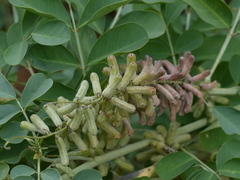 Indigofera coerulea