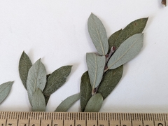 Salix brachycarpa