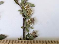 Salix brachycarpa