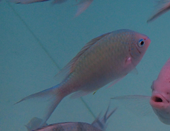Chromis