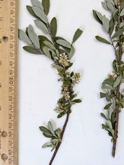 Salix brachycarpa