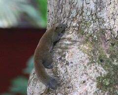 Callosciurus caniceps
