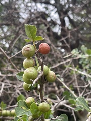 Commiphora neglecta