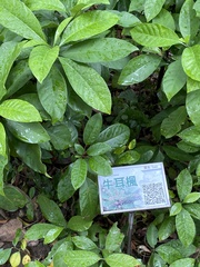 Daphniphyllum calycinum