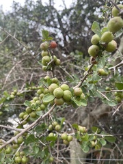 Commiphora neglecta