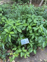 Daphniphyllum calycinum