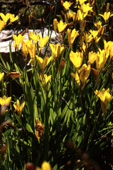 Sparaxis grandiflora