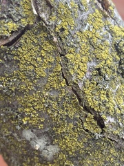 Candelaria concolor
