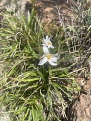 Xerophyta adendorffii