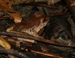 Limnonectes blythii