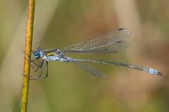 Lestes sponsa