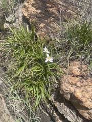 Xerophyta adendorffii