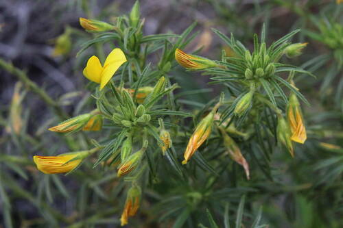 Ononis angustissima subsp. angustissima image