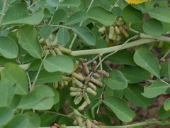 Indigofera coerulea