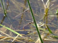 Lestes alacer