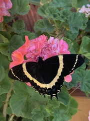 Papilio garamas