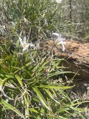 Xerophyta adendorffii