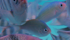 Chromis