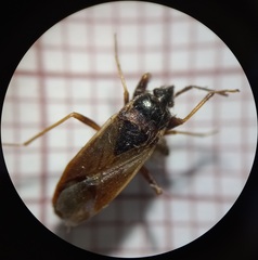 Eremocoris fenestratus
