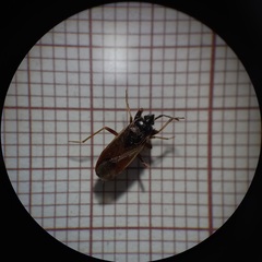 Eremocoris fenestratus