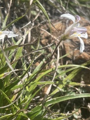 Xerophyta adendorffii