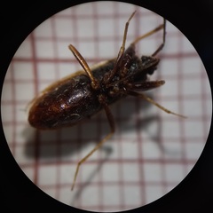 Eremocoris fenestratus