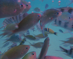Chromis