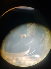Haemorhous cassinii