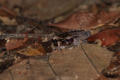 Leptobrachium hendricksoni