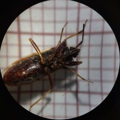 Eremocoris fenestratus