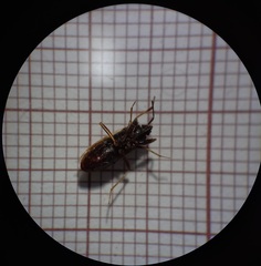 Eremocoris fenestratus