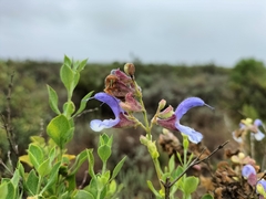 Salvia chamelaeagnea