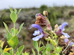 Salvia chamelaeagnea