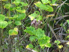 Pelargonium zonale