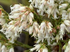Erica lutea